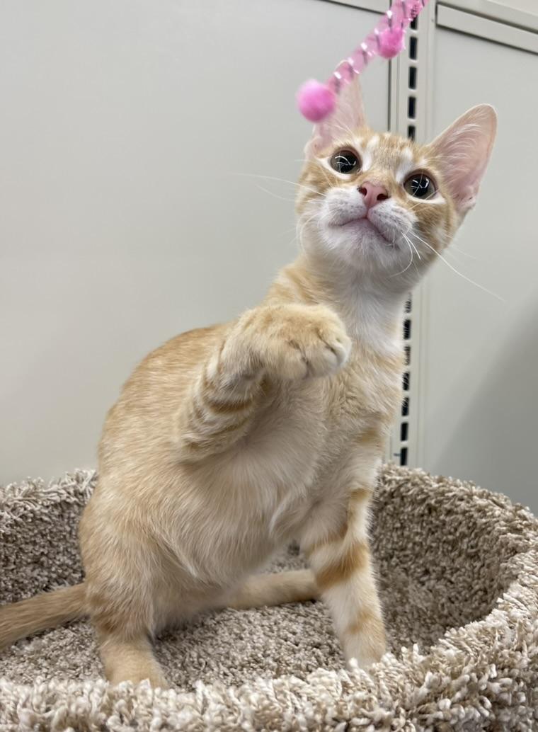 Freddie-Portofino PetSmart