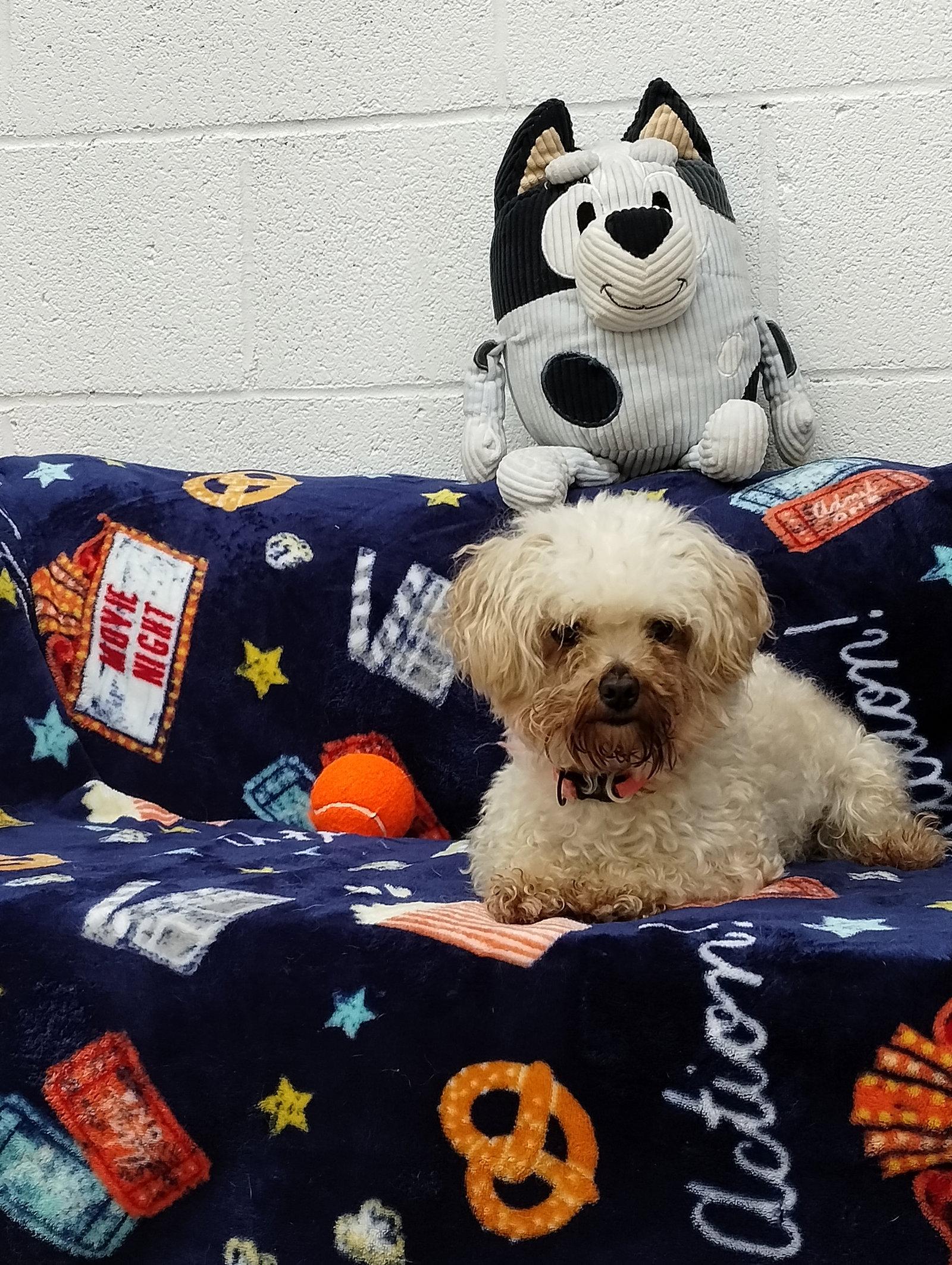 Clover, Adopted, Young Female Poodle.