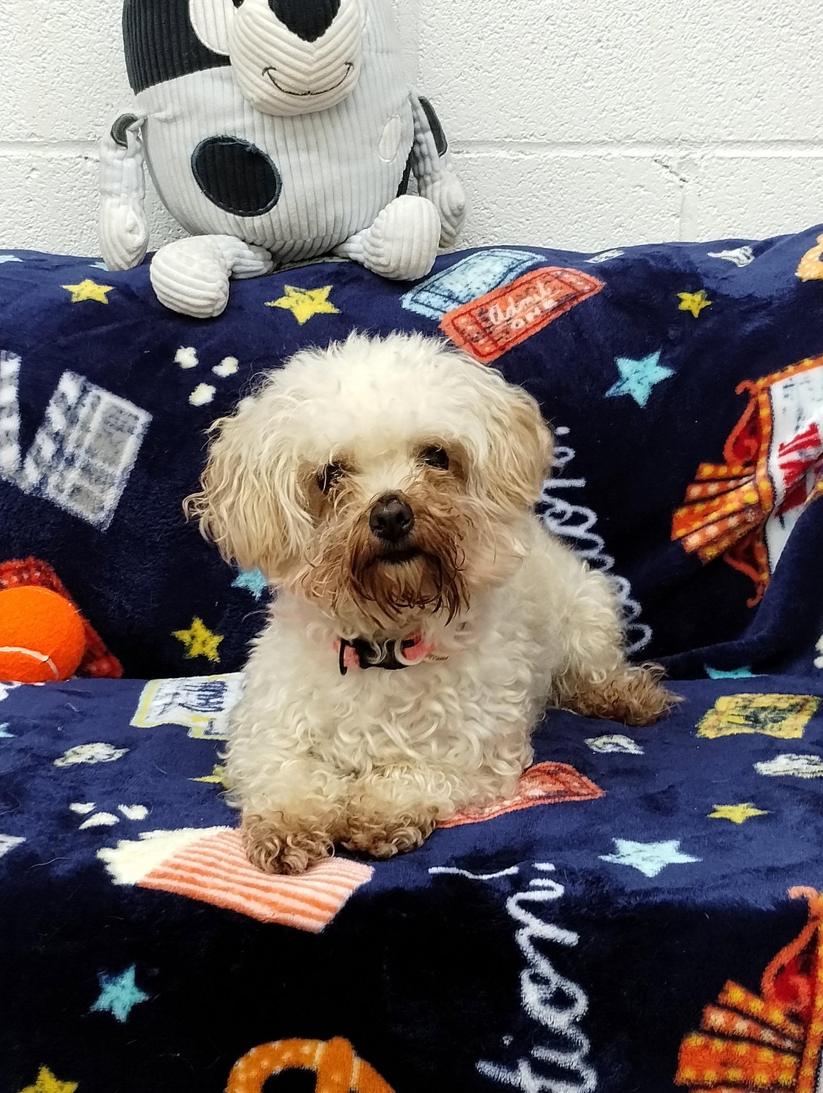 Enlarge Clover, a Adopted Poodle in York, SC image 2/3