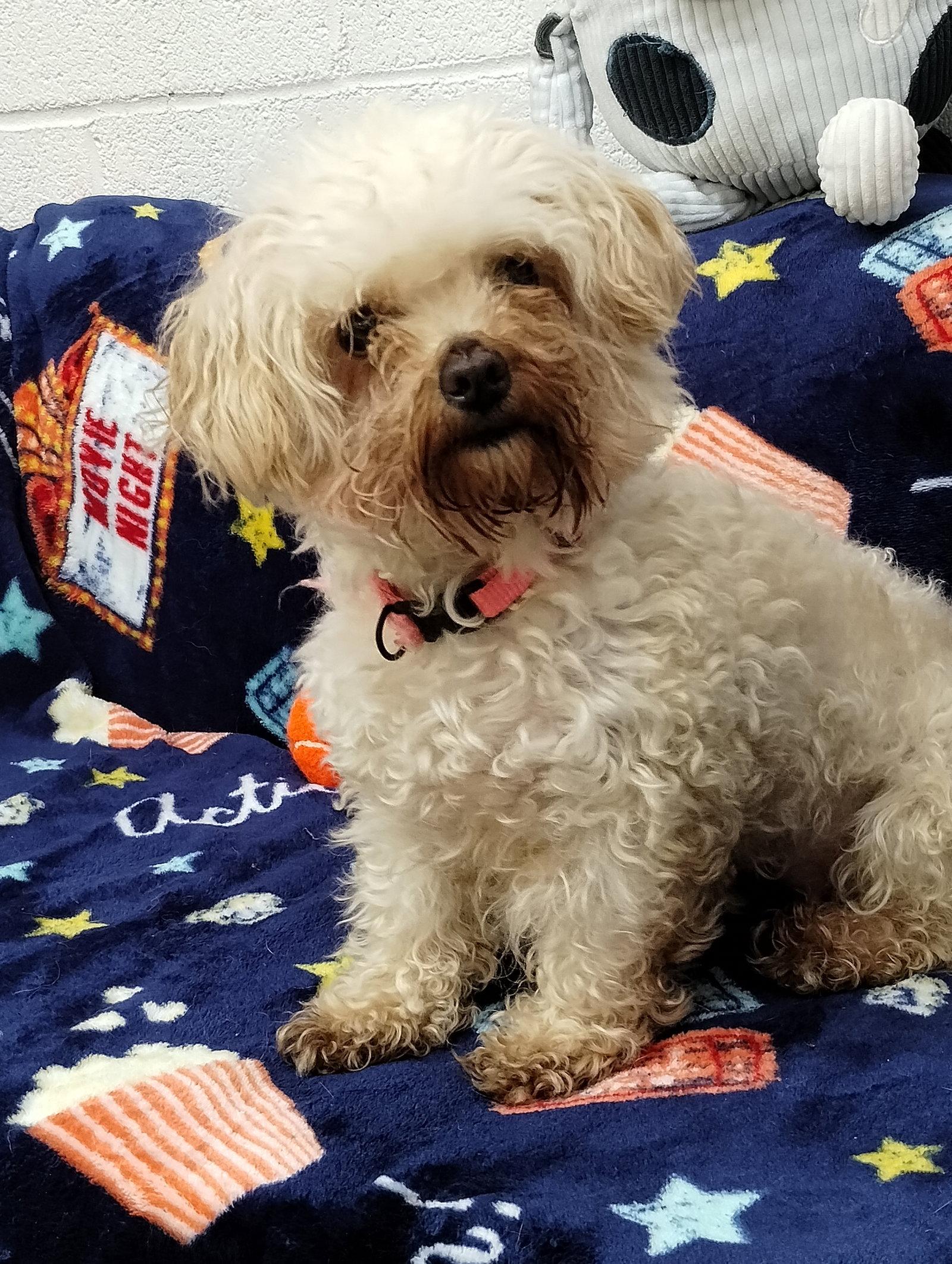 Enlarge Clover, a Adopted Poodle in York, SC image 3/3