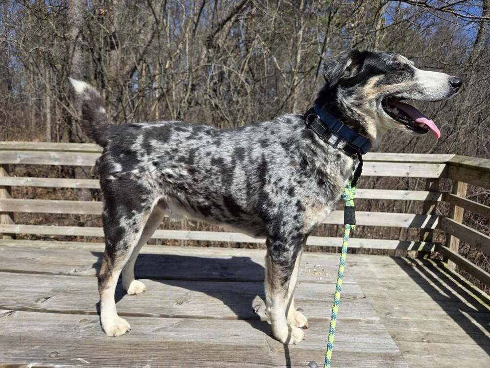 Enlarge 1020 Ronin, a Adoptable mixed breed in Waterford, MI image 2/6