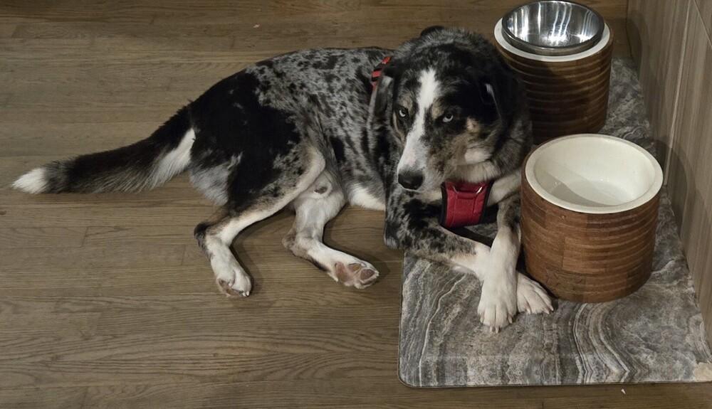 Enlarge 1020 Ronin, a Adoptable mixed breed in Waterford, MI image 3/6