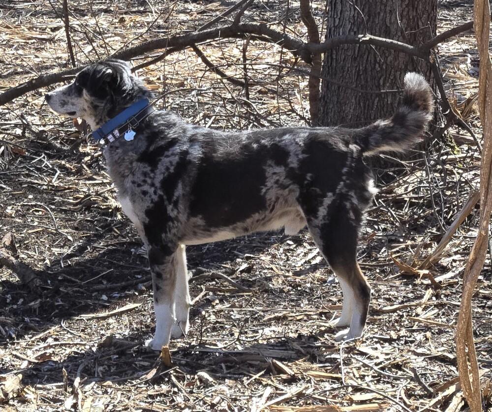 Enlarge 1020 Ronin, a Adoptable mixed breed in Waterford, MI image 4/6