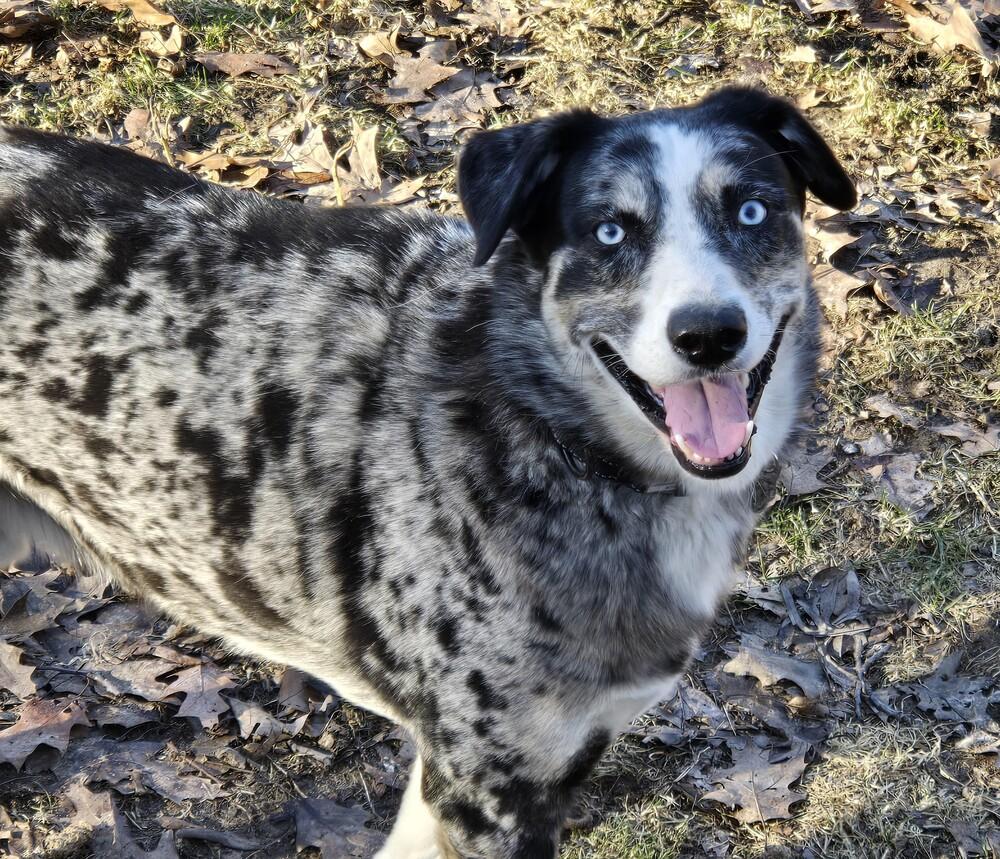 1020 Ronin, Adoptable, Adult Male Australian Shepherd.