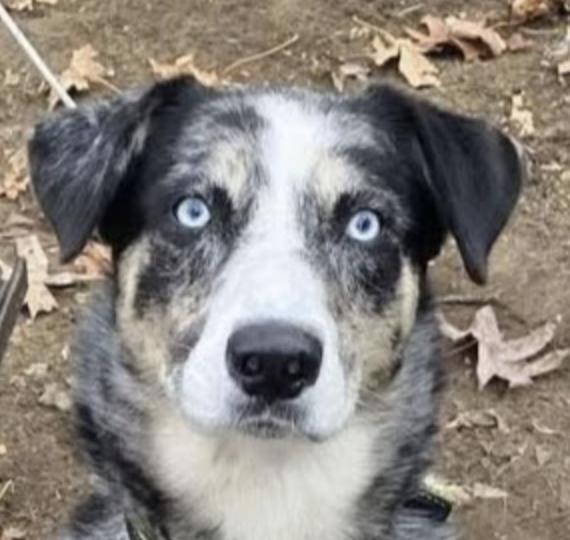 Enlarge 1020 Ronin, a Adoptable mixed breed in Waterford, MI image 5/6