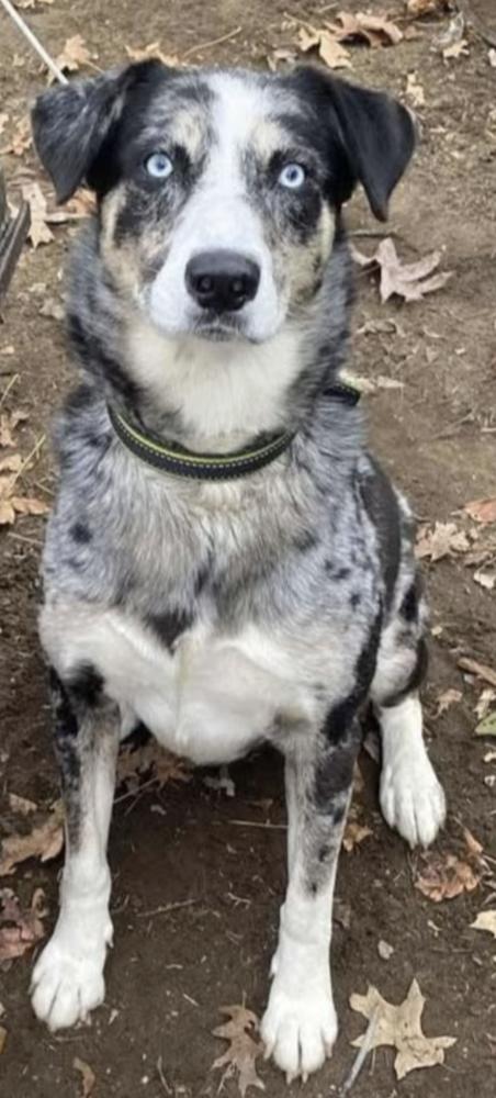 Enlarge 1020 Ronin, a Adoptable mixed breed in Waterford, MI image 6/6