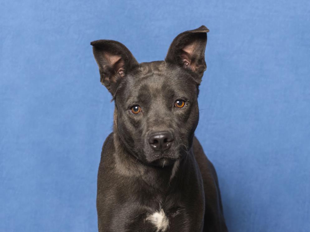 JUPITER, Adoptable, Adult Female Pit Bull Terrier & Mixed Breed.