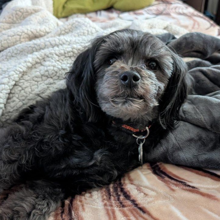 Max (In foster), ADOPTABLE, Adult Male Shih Tzu.