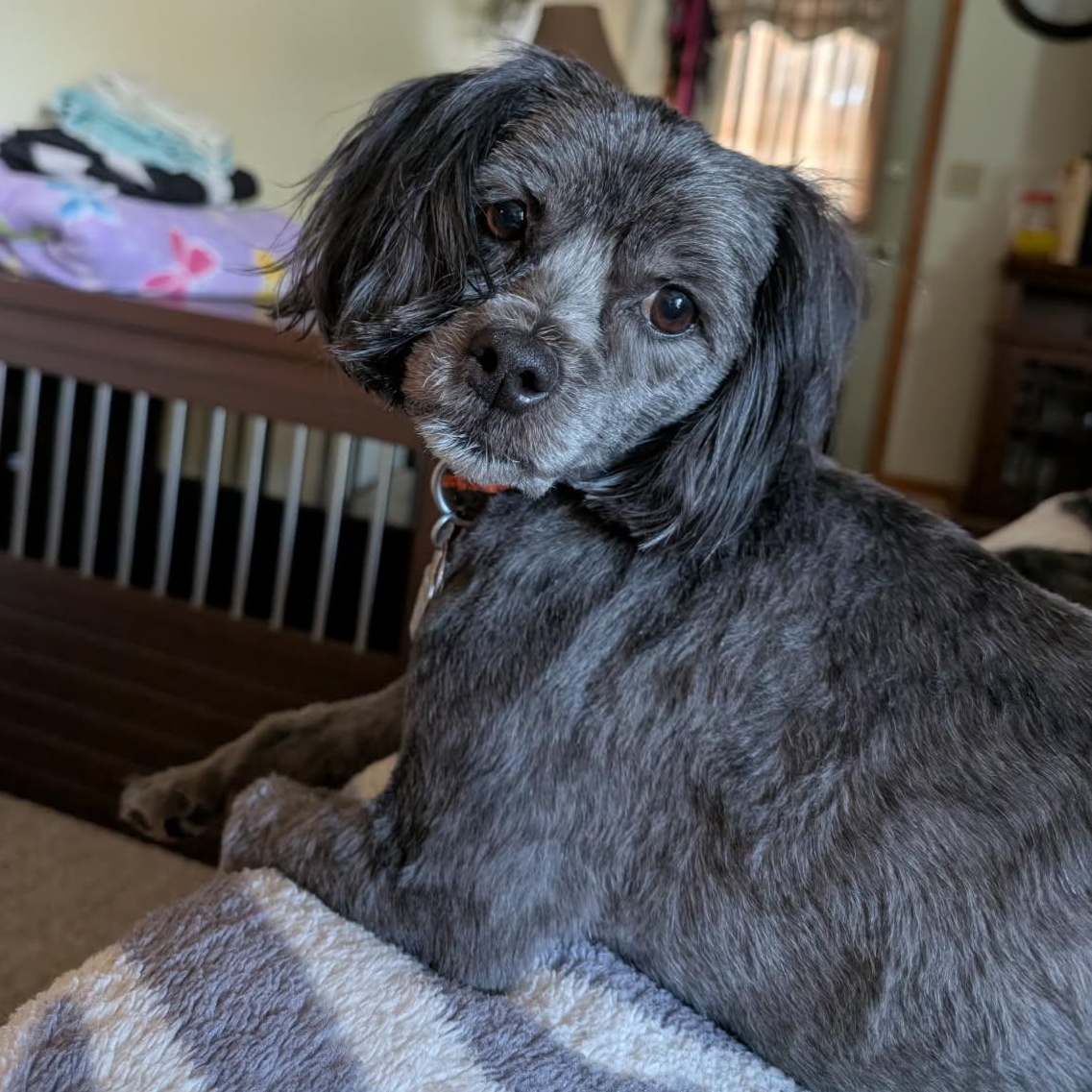 Enlarge Max (In foster), a ADOPTABLE mixed breed in Watertown, WI image 2/5