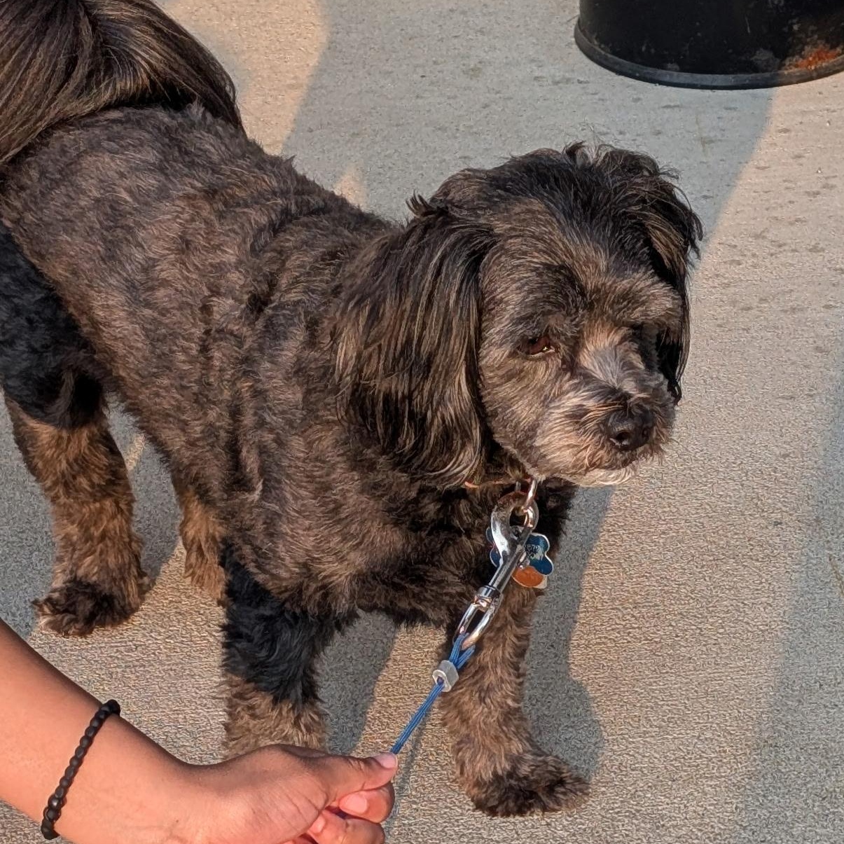 Enlarge Max (In foster), a ADOPTABLE mixed breed in Watertown, WI image 4/5