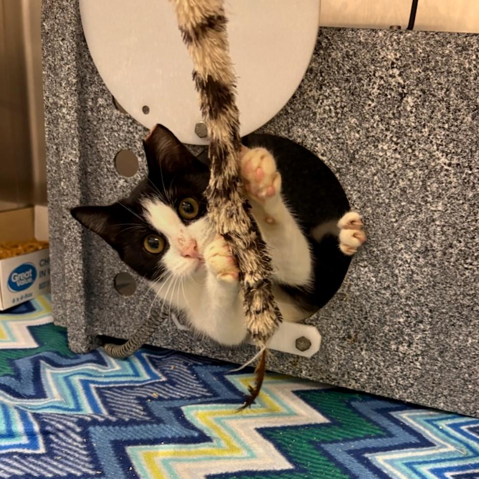 Matilda, Adoptable, Kitten Female Domestic Short Hair.