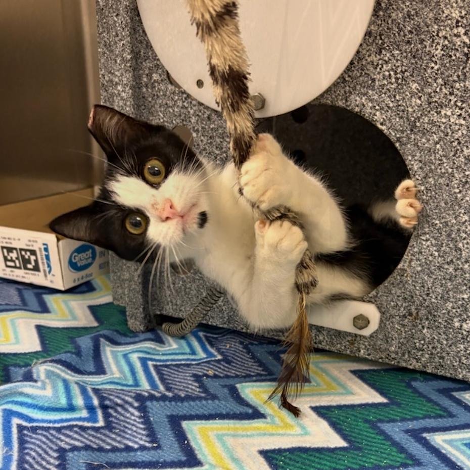 Enlarge Matilda, a Adoptable Domestic Short Hair in Dickinson, TX image 2/2