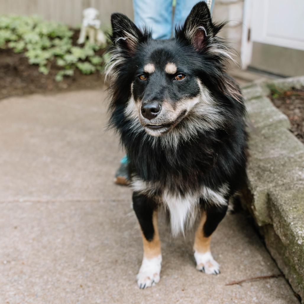 Hershey, Young Male Shiba Inu