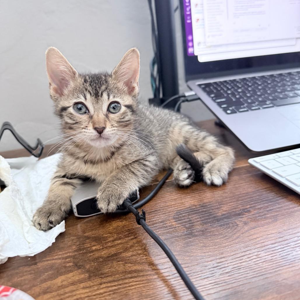 Enlarge Ellie, a Adopted Domestic Short Hair in Hollywood, FL image 5/5