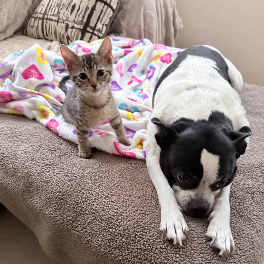 Enlarge Ellie, a Adopted Domestic Short Hair in Hollywood, FL image 4/5