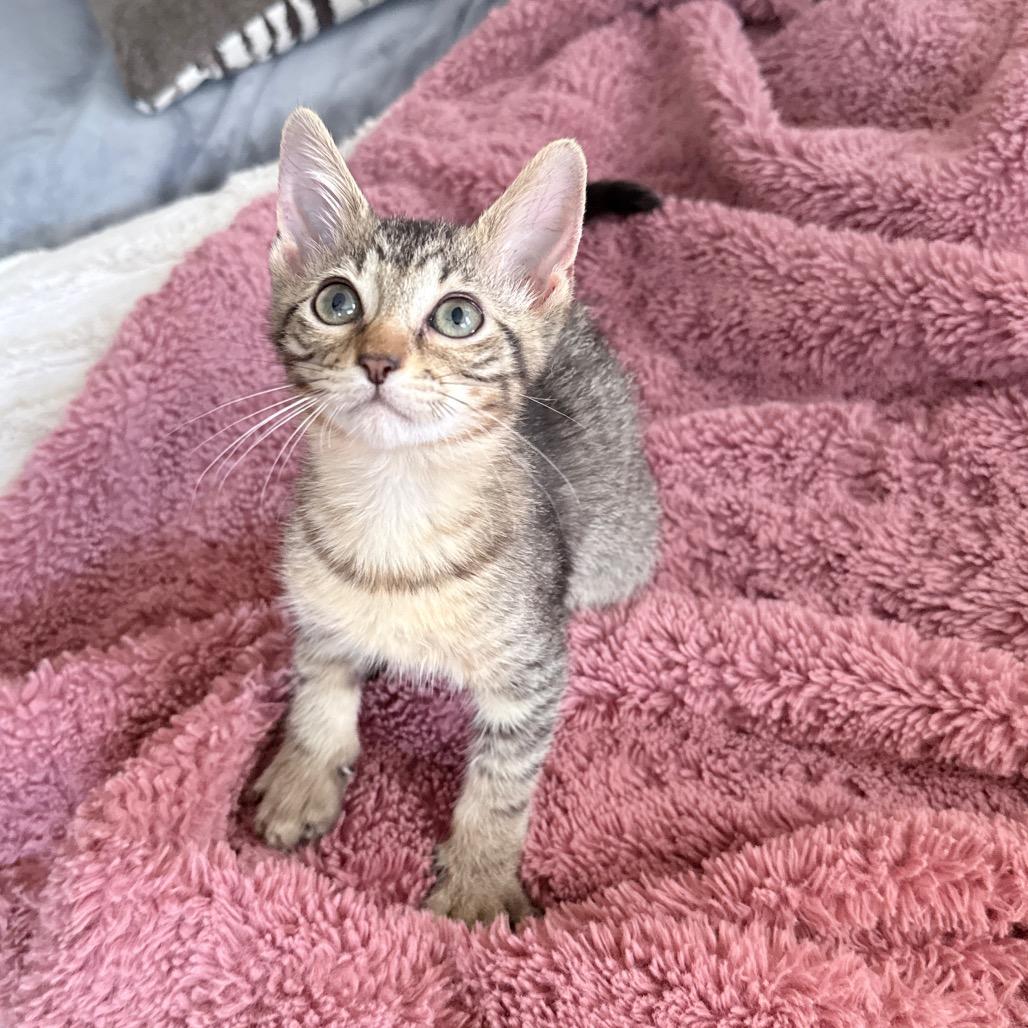 Ellie, Adopted, Kitten Female Domestic Short Hair.