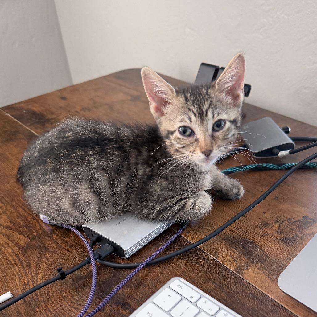 Enlarge Ellie, a Adopted Domestic Short Hair in Hollywood, FL image 2/5