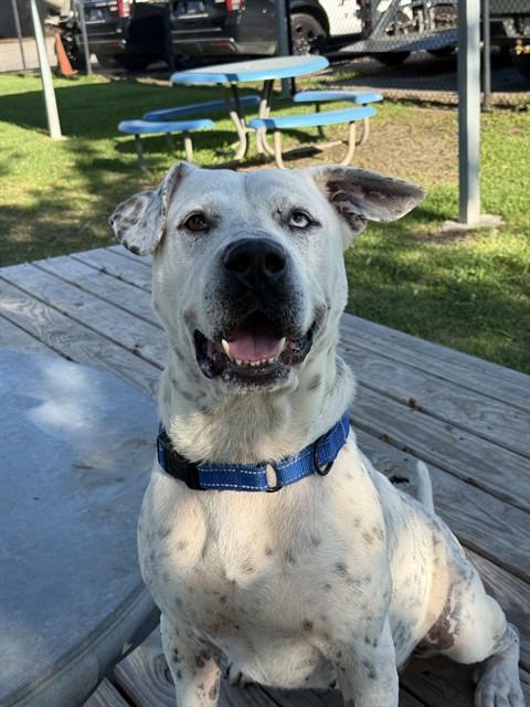Enlarge FRANKIE, a Adoptable mixed breed in Sugar Land, TX image 1/1