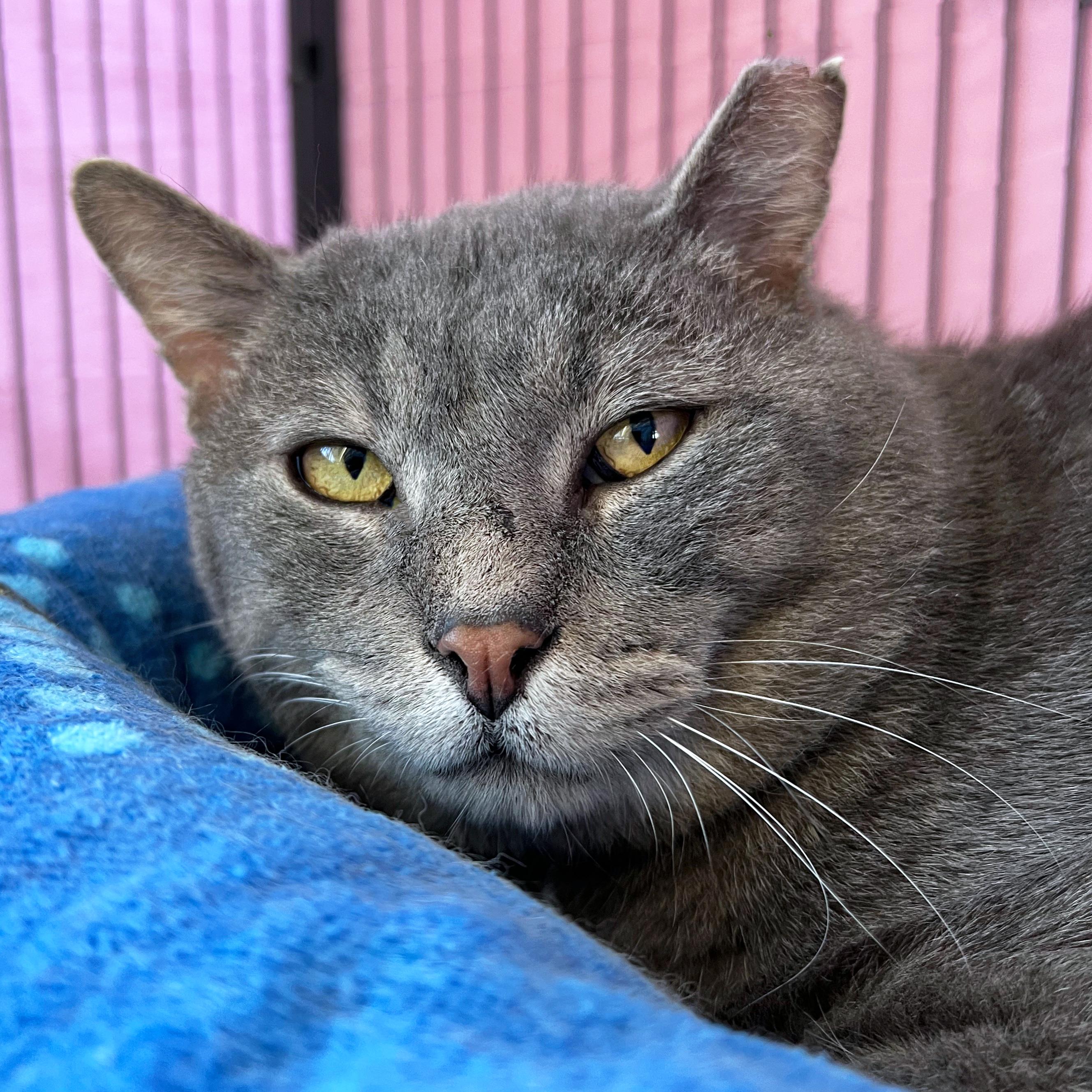 Enlarge Big Mac , an adopted Domestic Short Hair in St. Louis, MO image 1/1