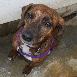 Candy-Trying out a Foster Home....ADOPTED!, Adopted, Young Female Catahoula Leopard Dog & Beagle.