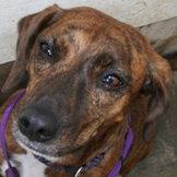 Enlarge Candy-Trying out a Foster Home....ADOPTED!, a Adopted mixed breed in Apple Valley, CA image 2/2