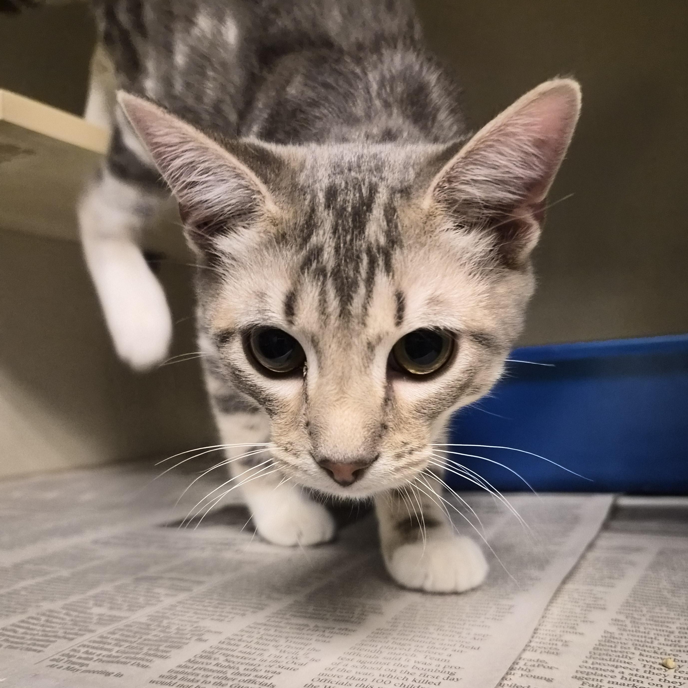 Opossum, an adopted Domestic Short Hair in Cornelius, NC image 3/3