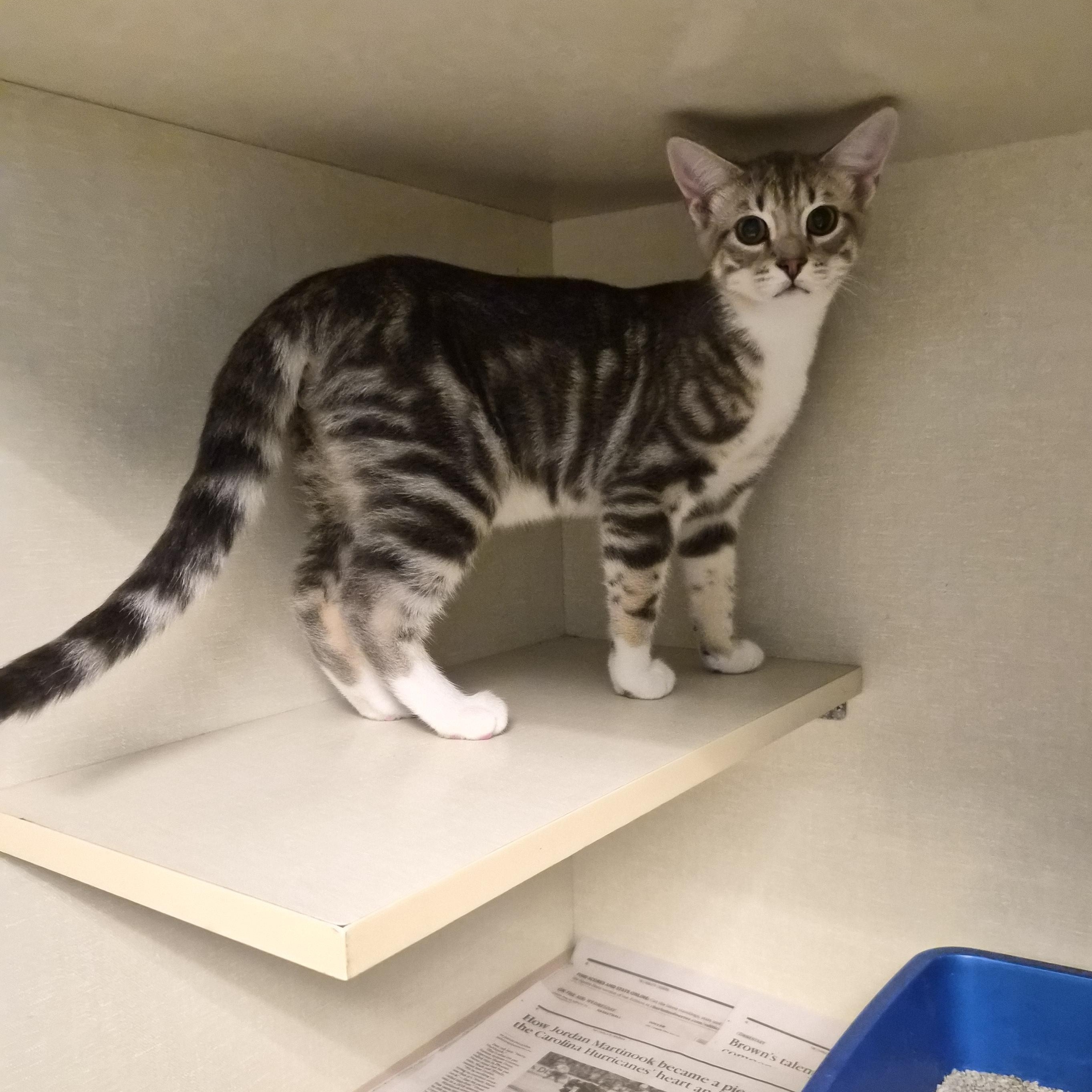 Opossum, an adopted Domestic Short Hair in Cornelius, NC image 2/3