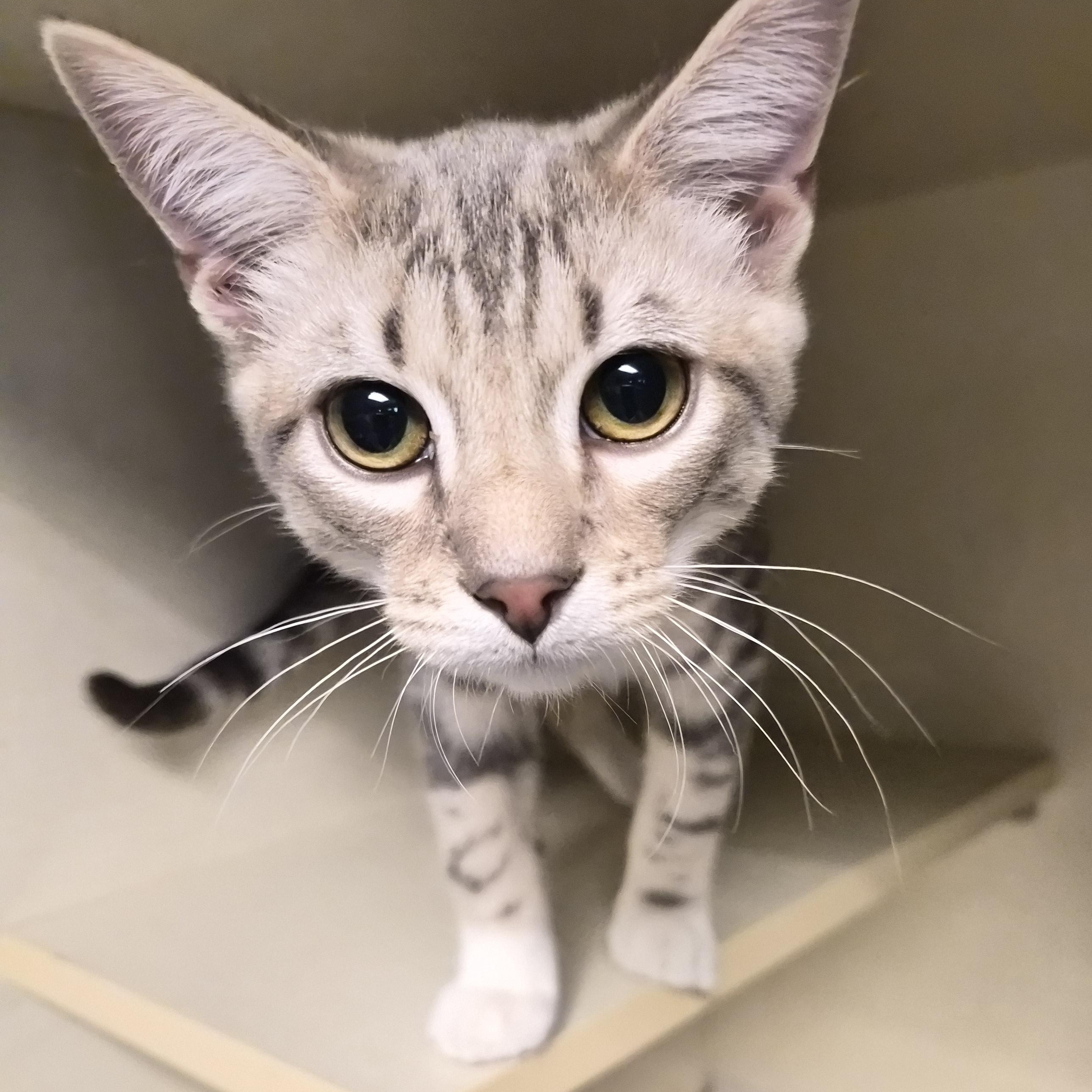 Opossum, adopted, Kitten Male Domestic Short Hair.