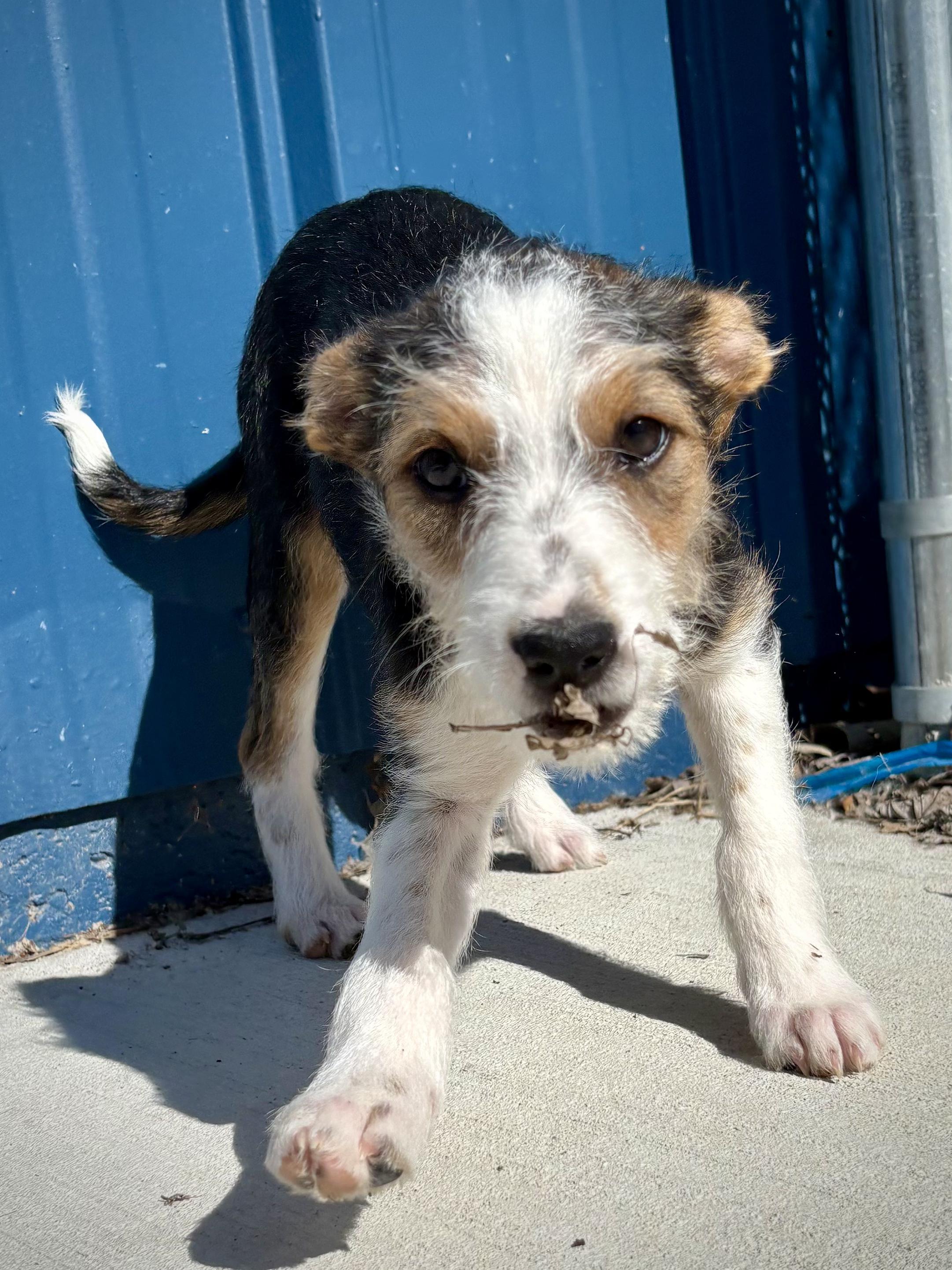 Florence, a Adoptable mixed breed in Kalamazoo, MI image 6/6