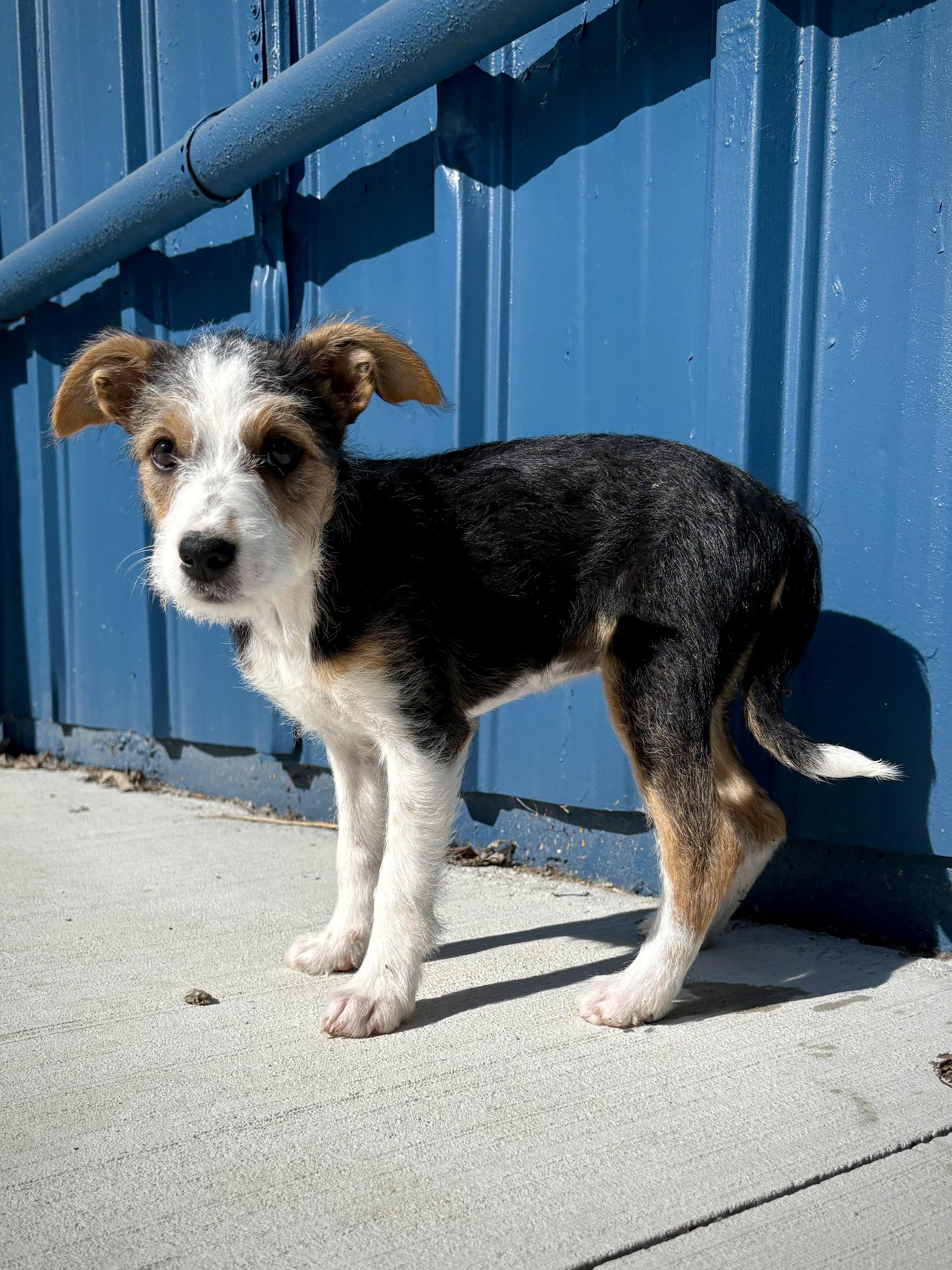 Florence, a Adoptable mixed breed in Kalamazoo, MI image 2/6
