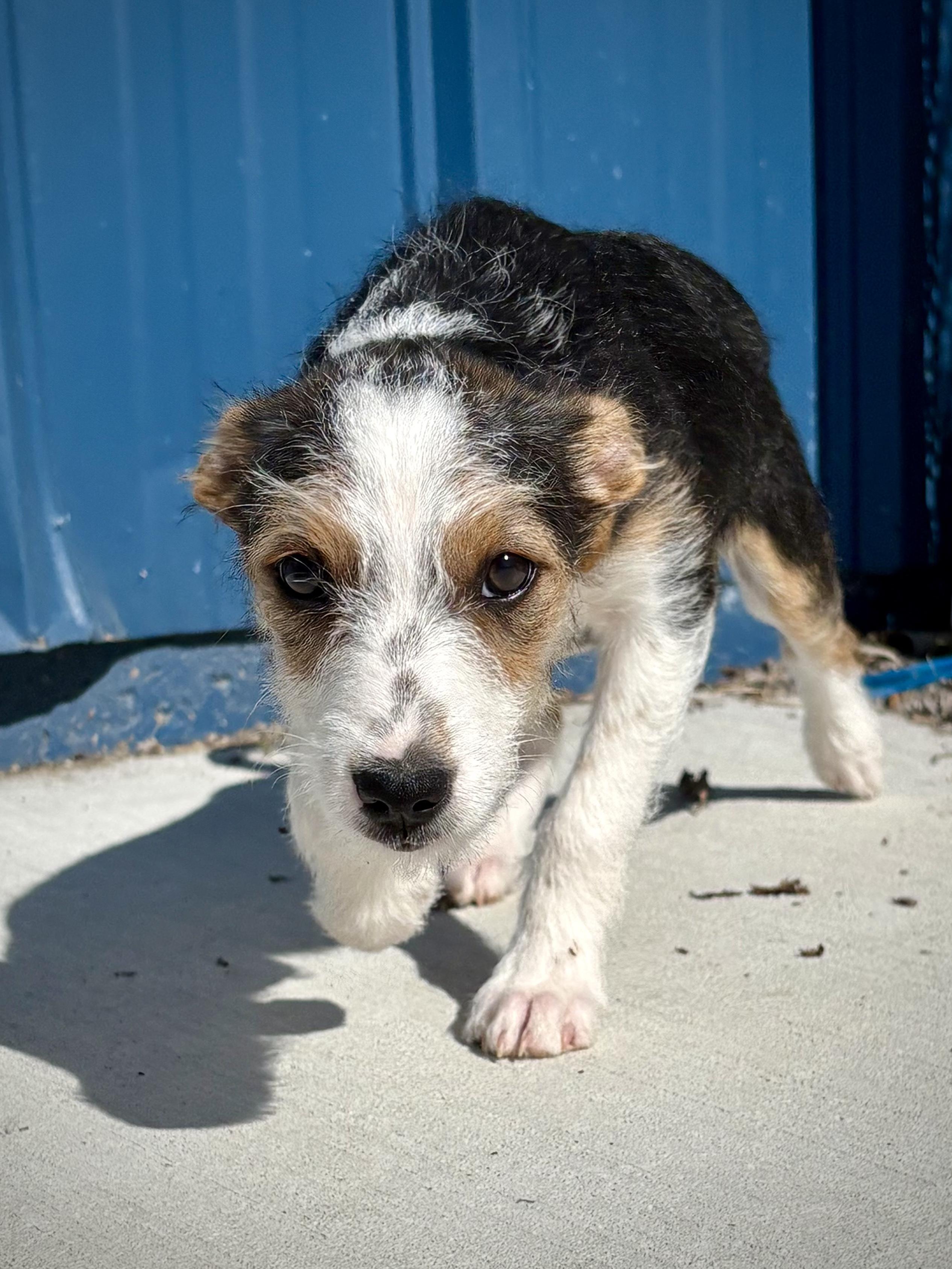 Florence, a Adoptable mixed breed in Kalamazoo, MI image 4/6