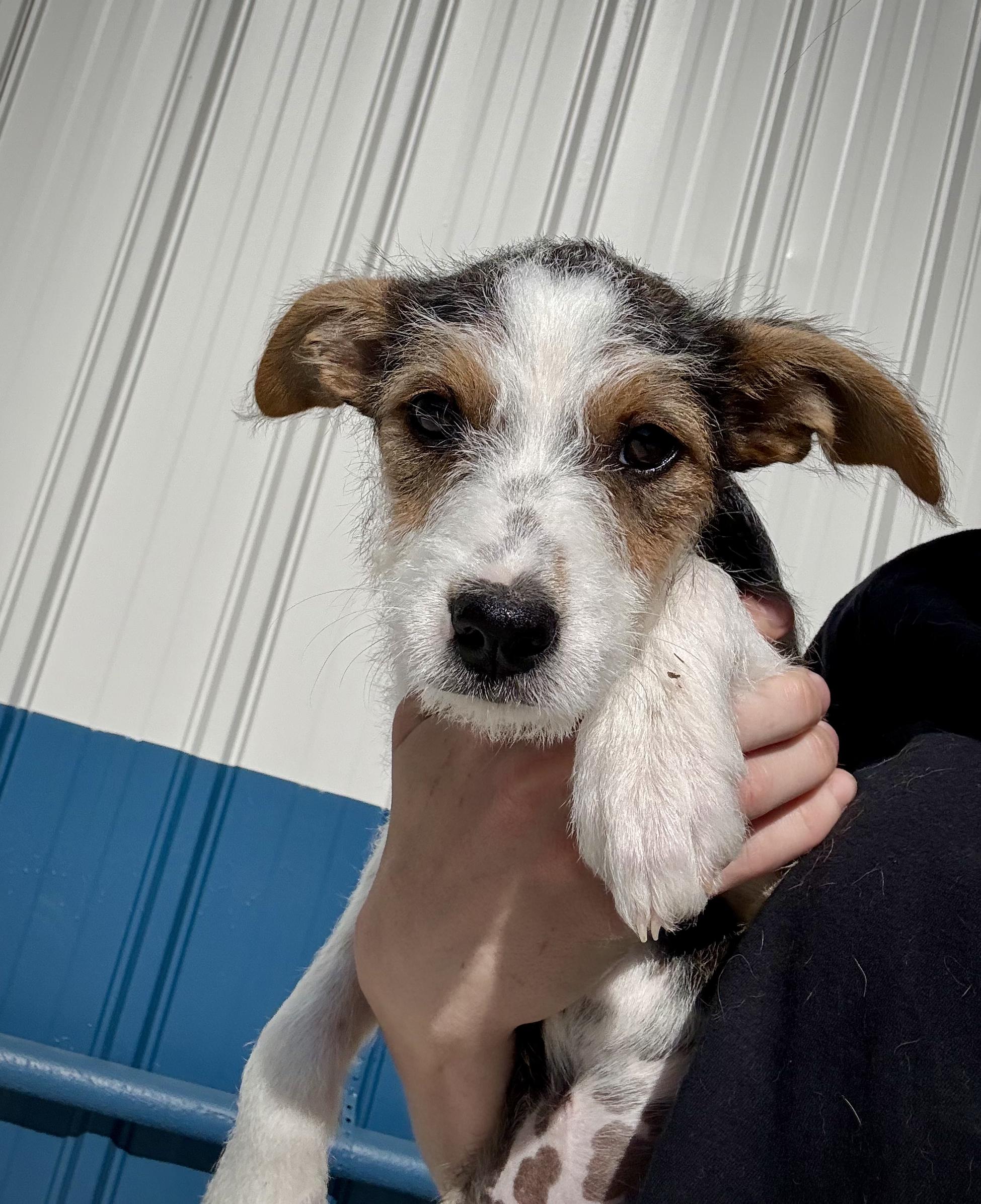 Florence, a Adoptable mixed breed in Kalamazoo, MI image 1/6