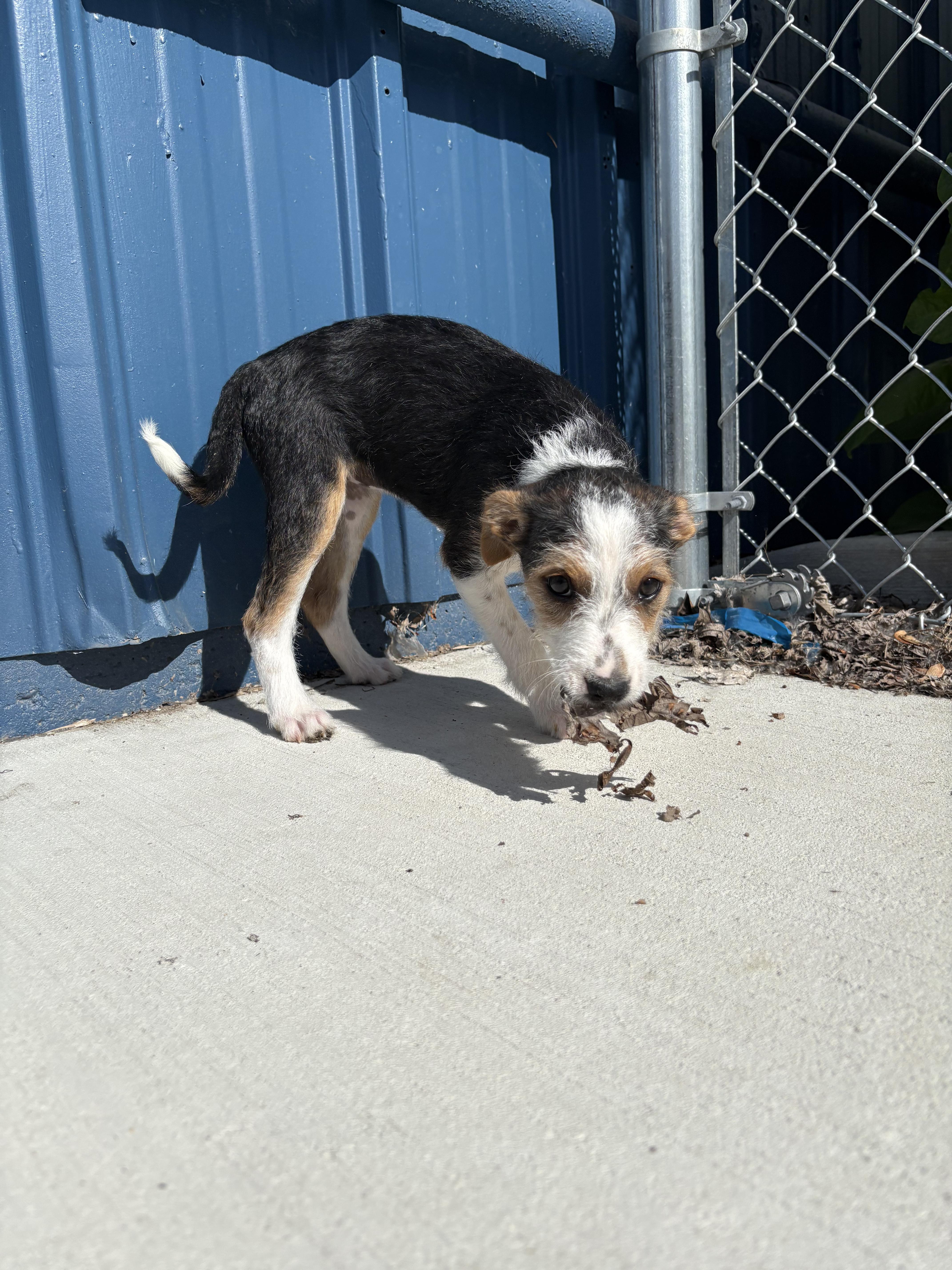 Florence, a Adoptable mixed breed in Kalamazoo, MI image 3/6