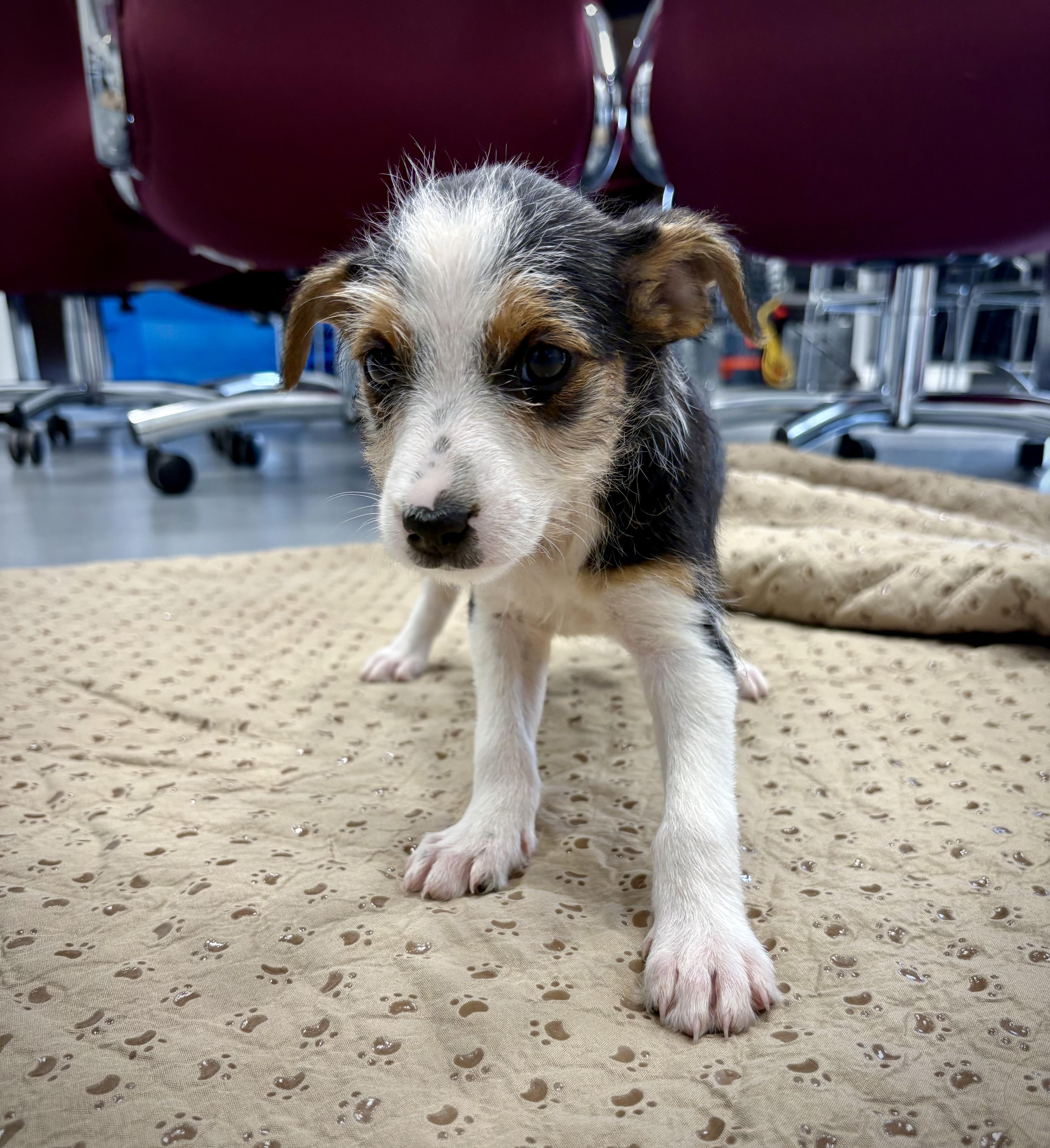 Florence, Adoptable, Puppy Female Cattle Dog & Beagle.