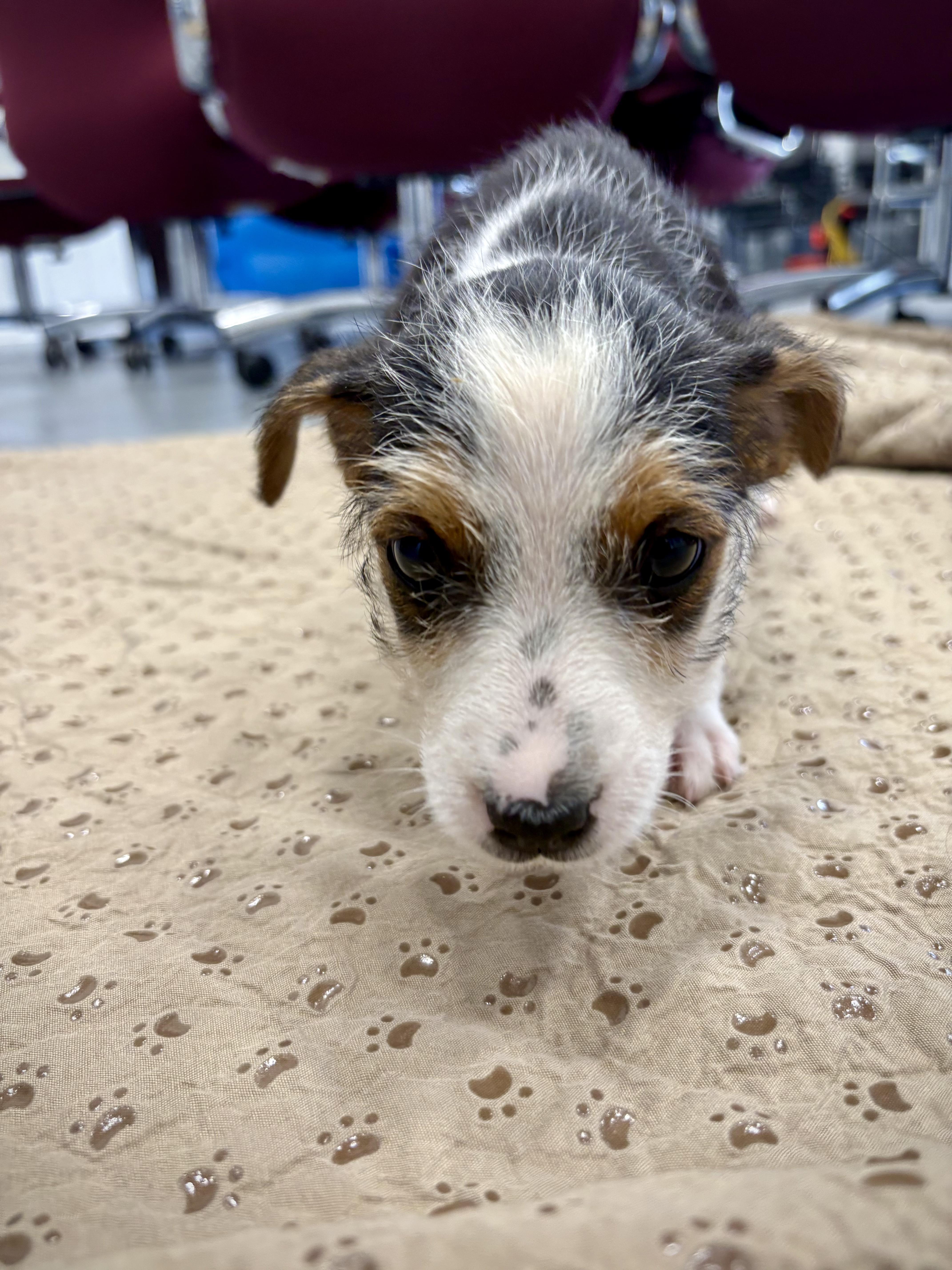 Enlarge Florence, a Adoptable mixed breed in Kalamazoo, MI image 2/2