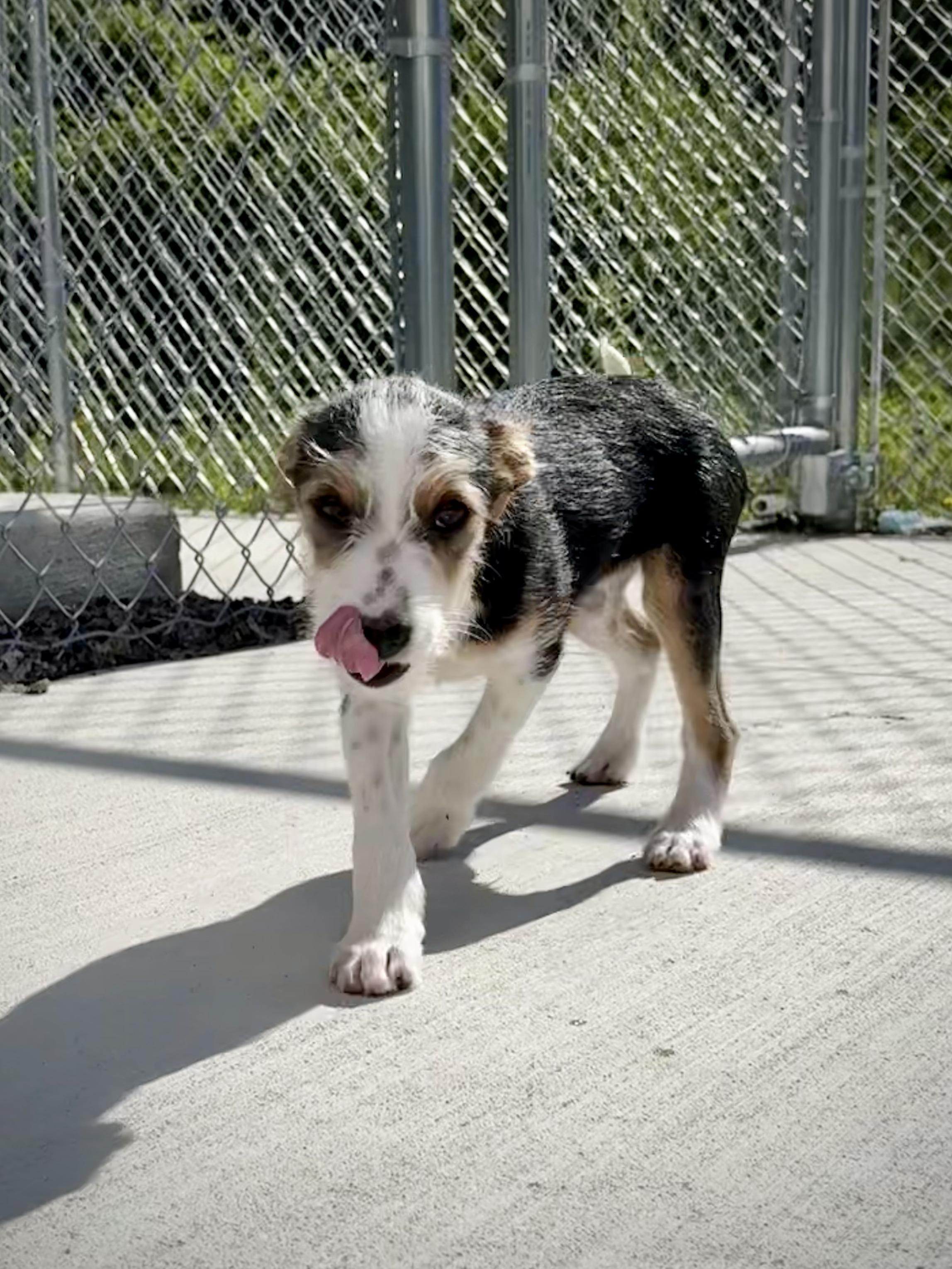 Florence, a Adoptable mixed breed in Kalamazoo, MI image 5/6