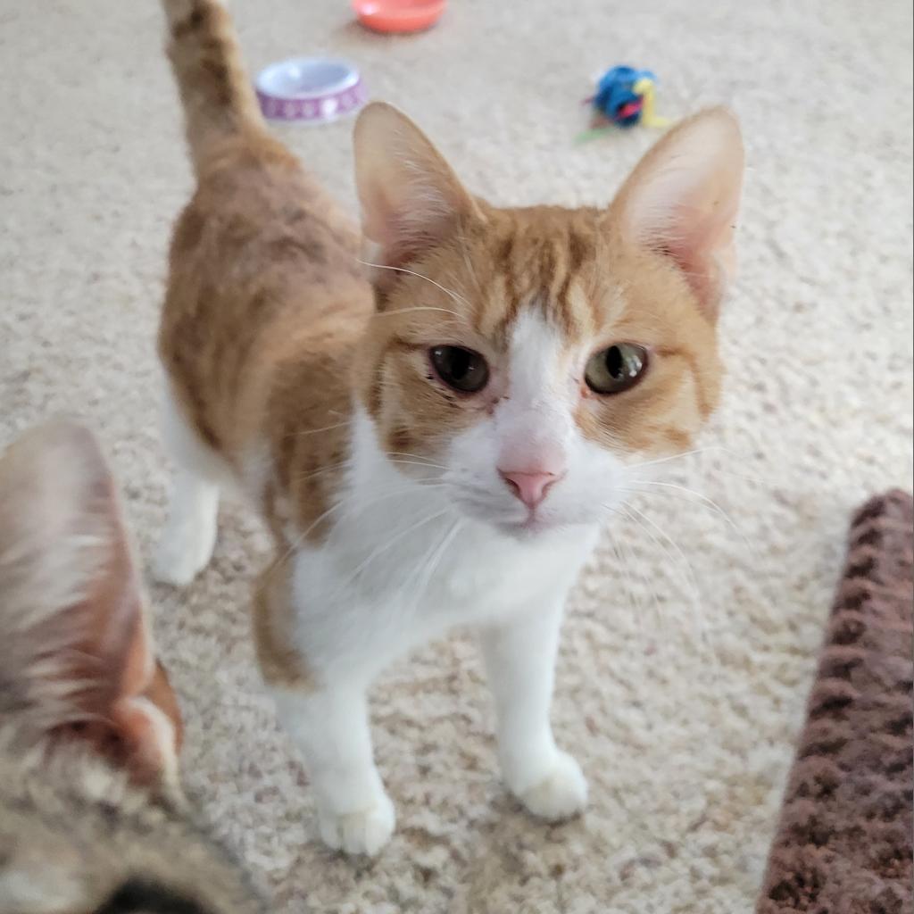 Enlarge Lyndon (FeLV+), a Adoptable Domestic Short Hair in Middleton, WI image 1/1