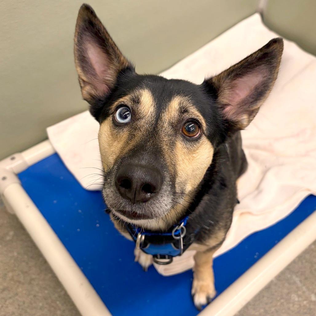 Enlarge Robin, a Adoptable mixed breed in Woodinville, WA image 1/6