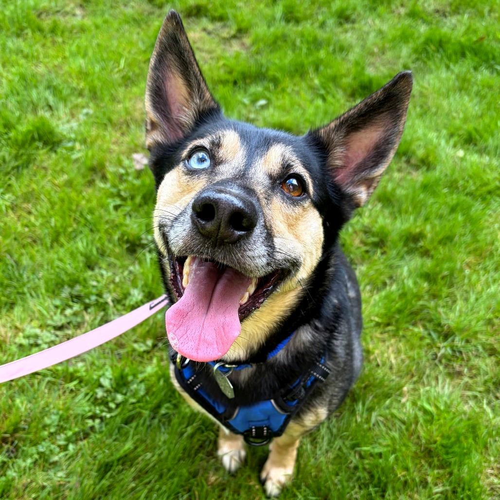 Enlarge Robin, a Adoptable mixed breed in Woodinville, WA image 2/6