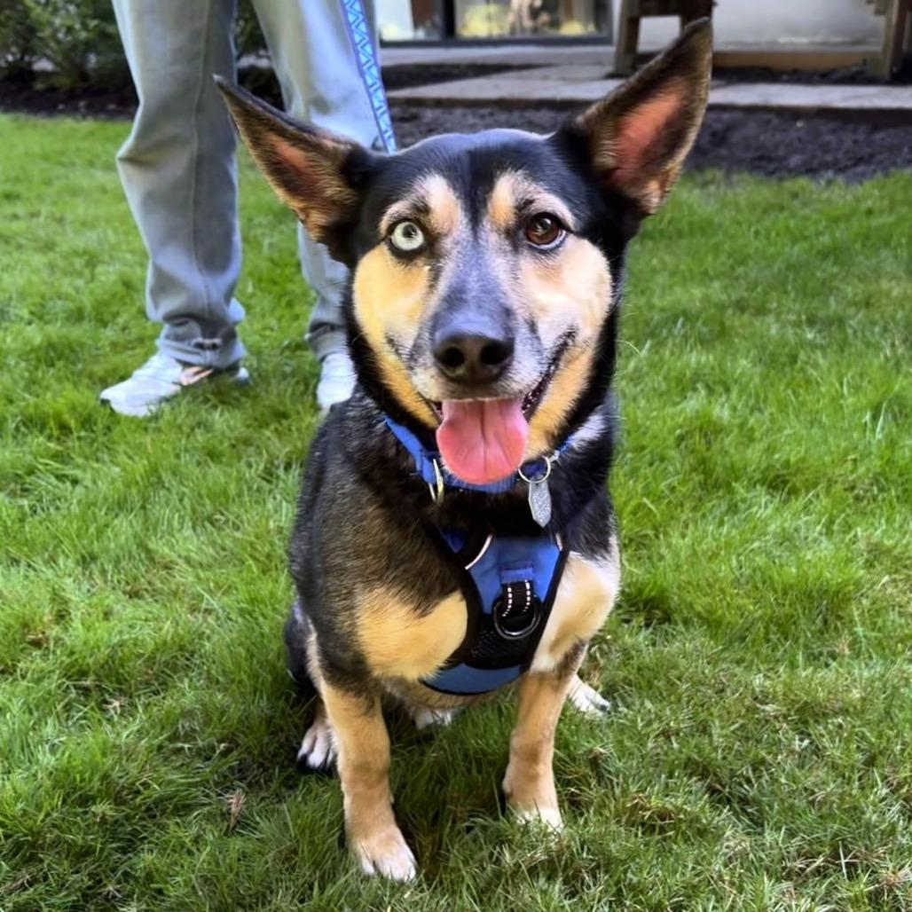 Enlarge Robin, a Adoptable mixed breed in Woodinville, WA image 3/6