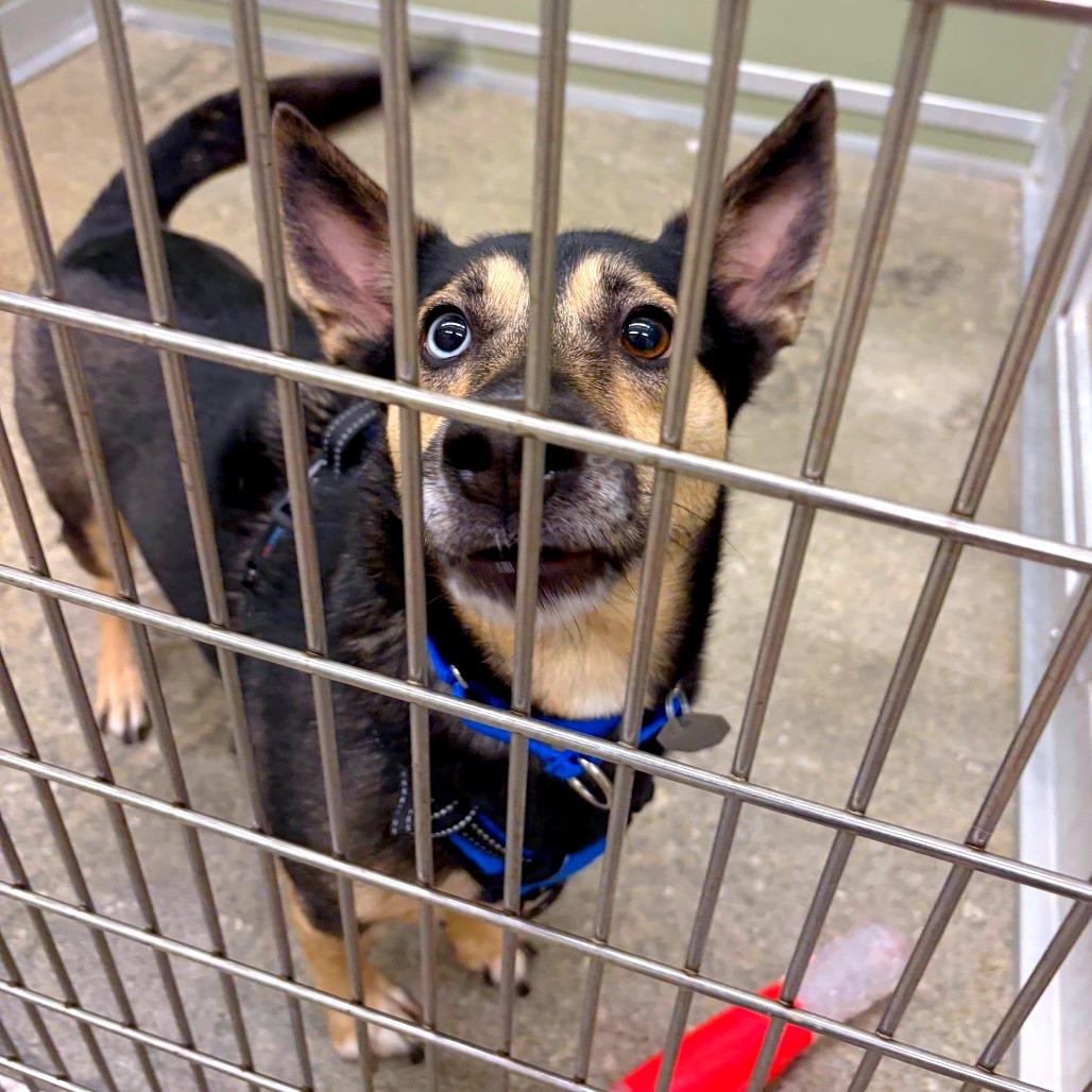 Enlarge Robin, a Adoptable mixed breed in Woodinville, WA image 4/6