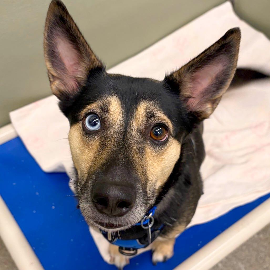 Enlarge Robin, a Adoptable mixed breed in Woodinville, WA image 5/6