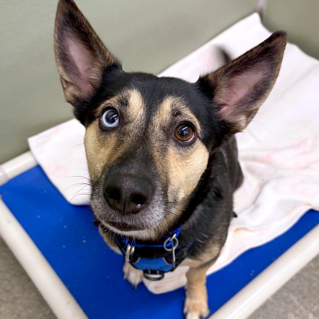 Enlarge Robin, a Adoptable mixed breed in Woodinville, WA image 6/6