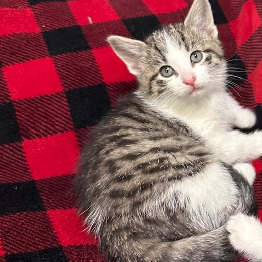 Nile Kinnick, Adoptable, Young Male Domestic Short Hair.