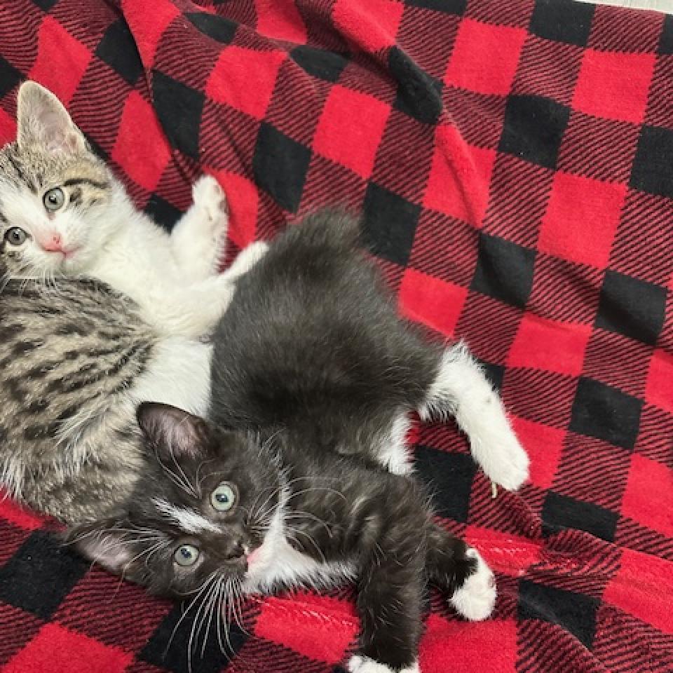 Enlarge Nile Kinnick, a Adoptable Domestic Short Hair in Chariton, IA image 3/6