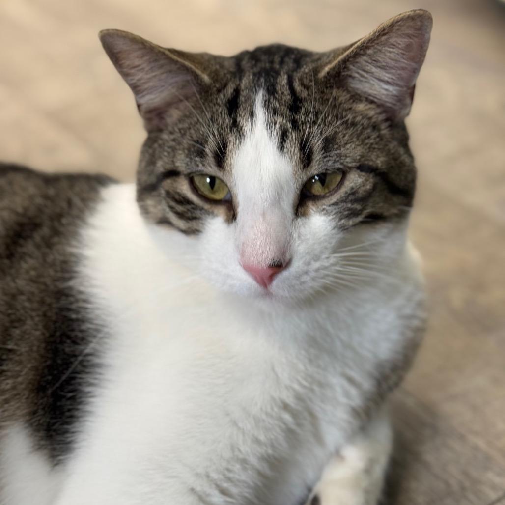 Enlarge Nile Kinnick, a Adoptable Domestic Short Hair in Chariton, IA image 3/6