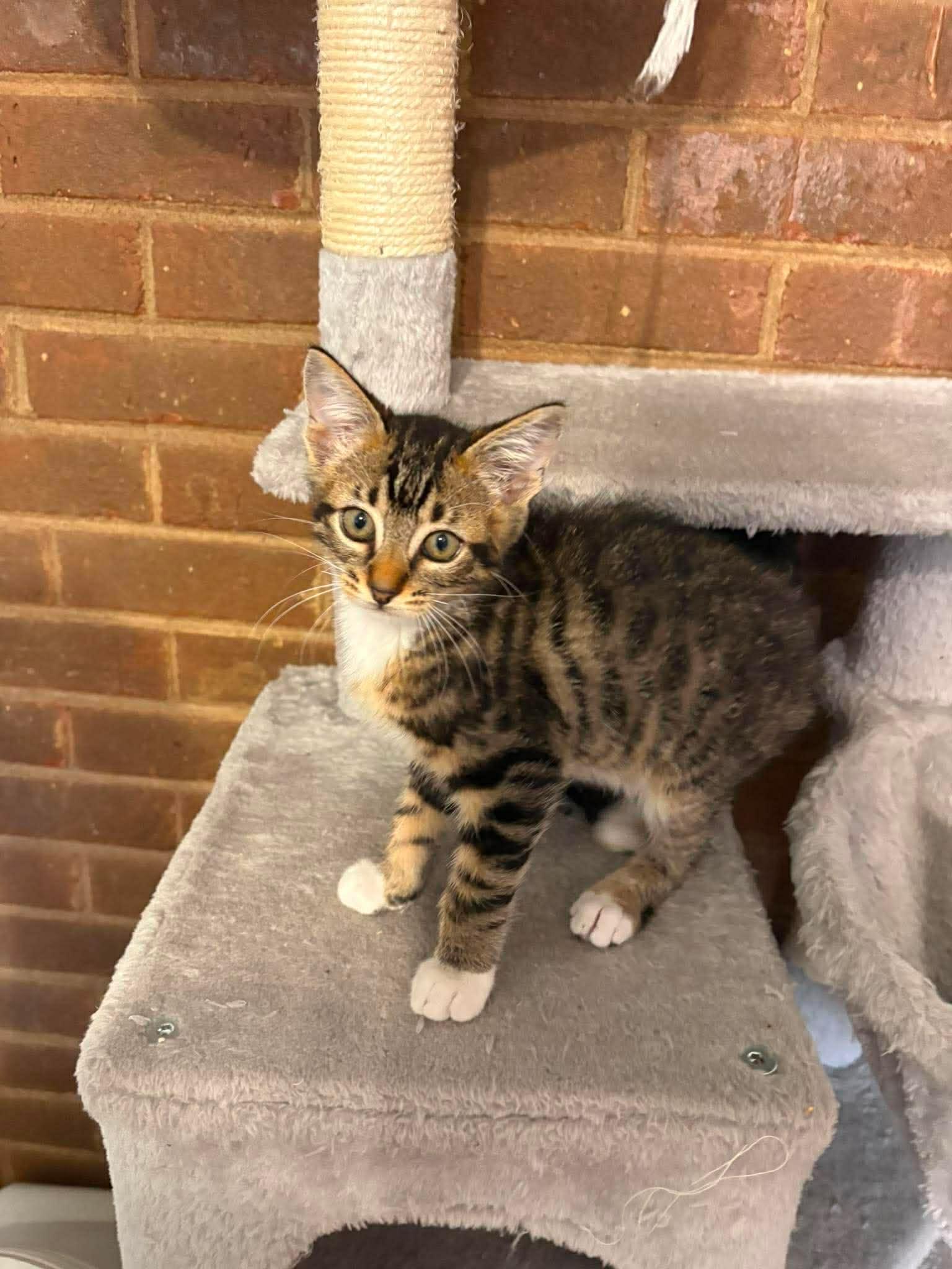 Bandit, ADOPTABLE, Kitten Male Domestic Short Hair.
