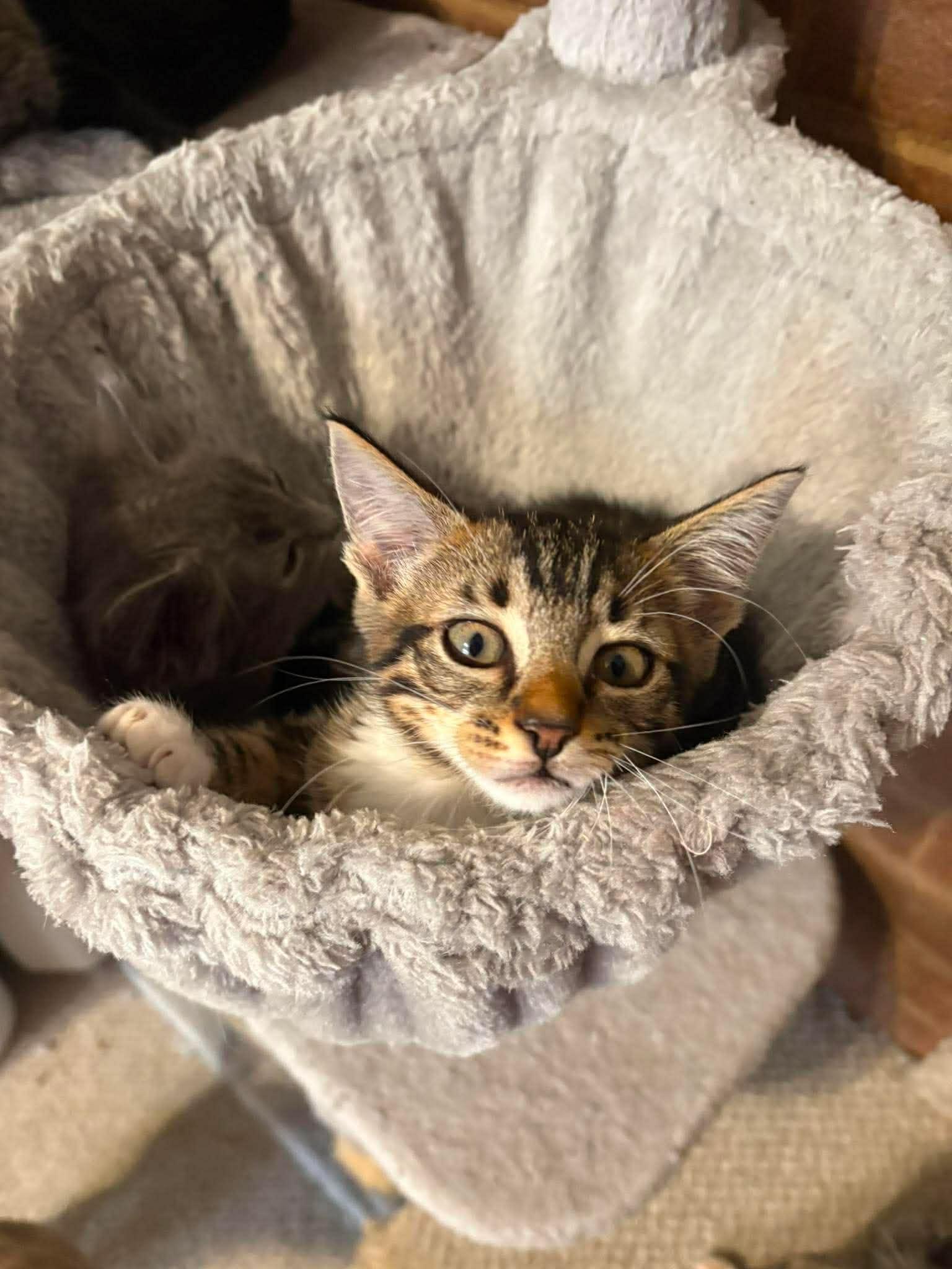 Enlarge Bandit, a ADOPTABLE Domestic Short Hair in Aberdeen, NC image 2/2