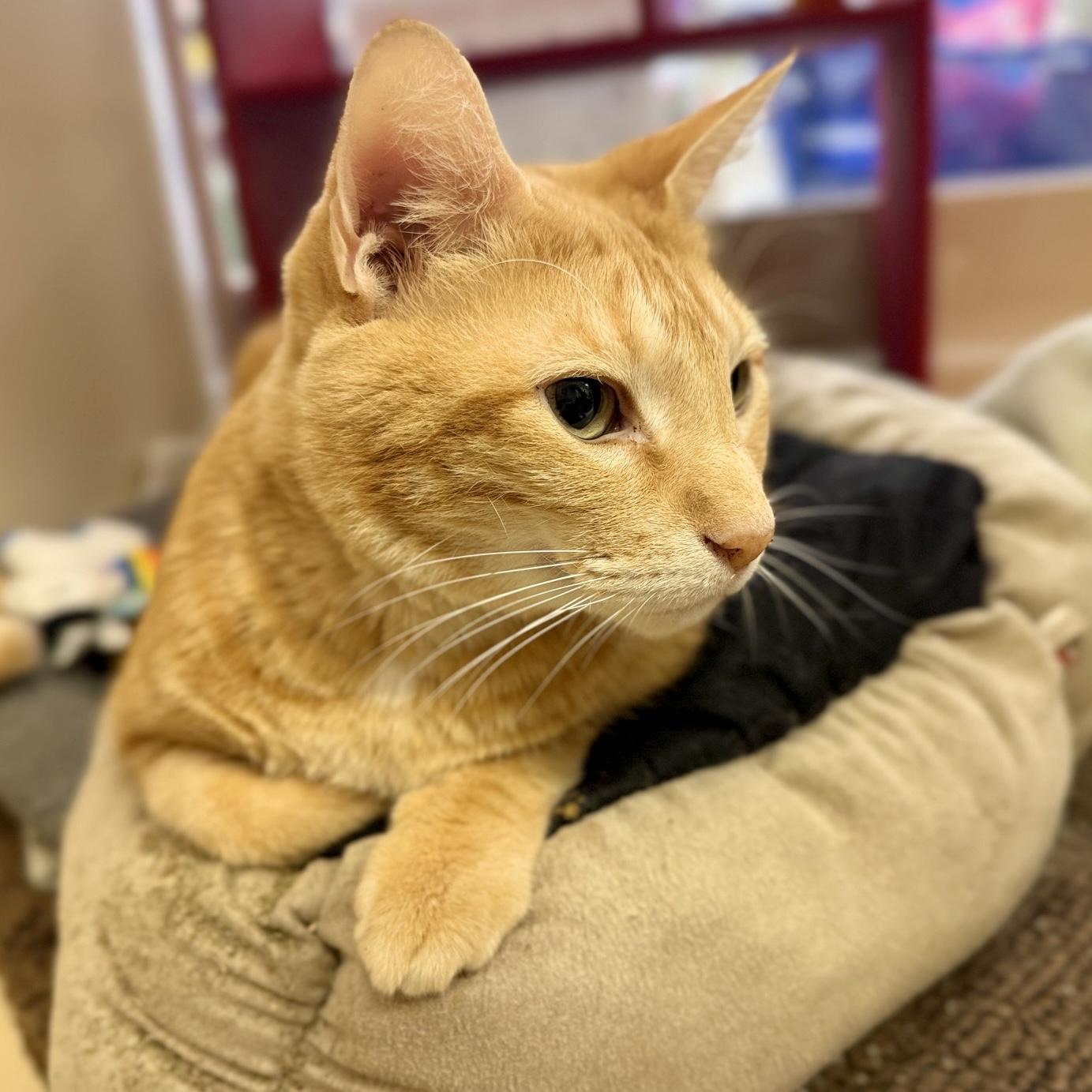 Enlarge Big Poppa (Orzoral's Friend), a Adopted Domestic Short Hair in Austin, TX image 5/6