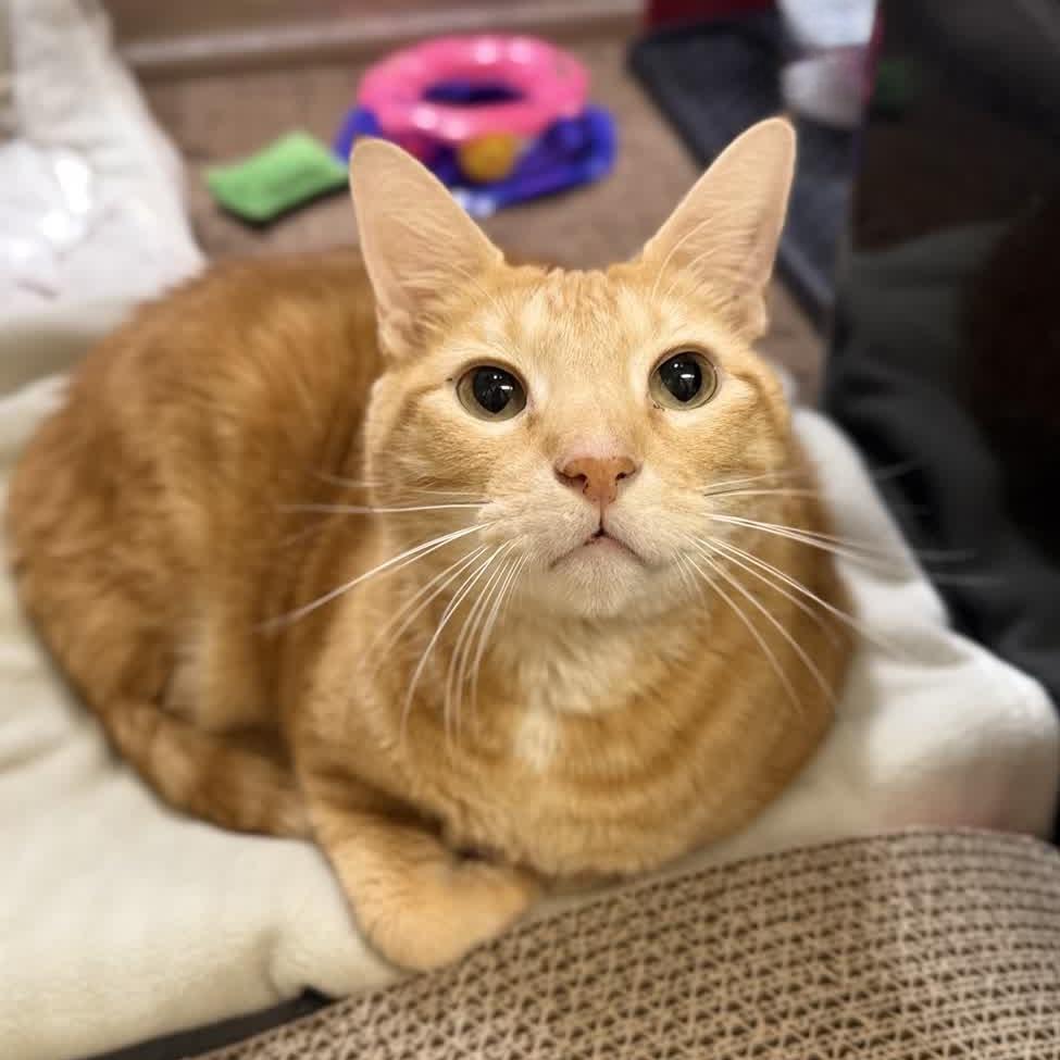 Enlarge Big Poppa (Orzoral's Friend), a Adopted Domestic Short Hair in Austin, TX image 3/6